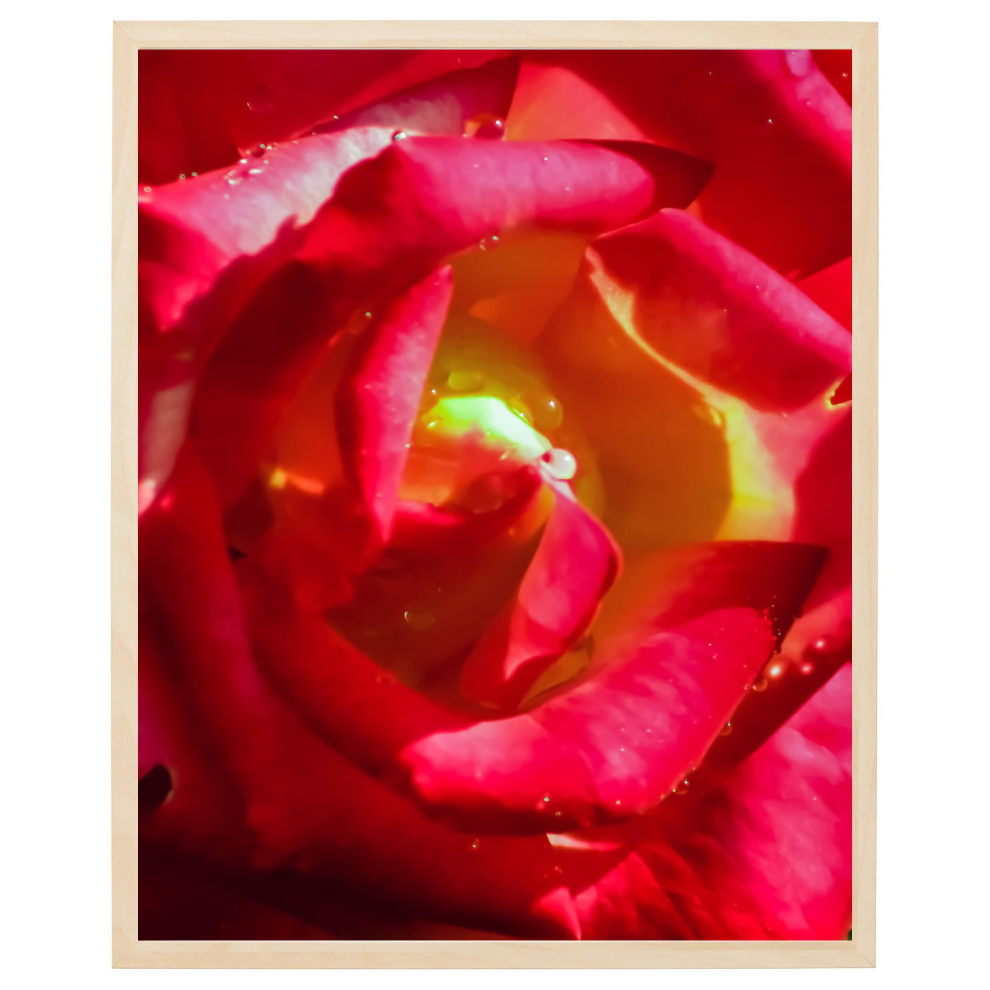 Rød rose med dug er en skøn naturplakat | Køb Online her | HjemEgn ...